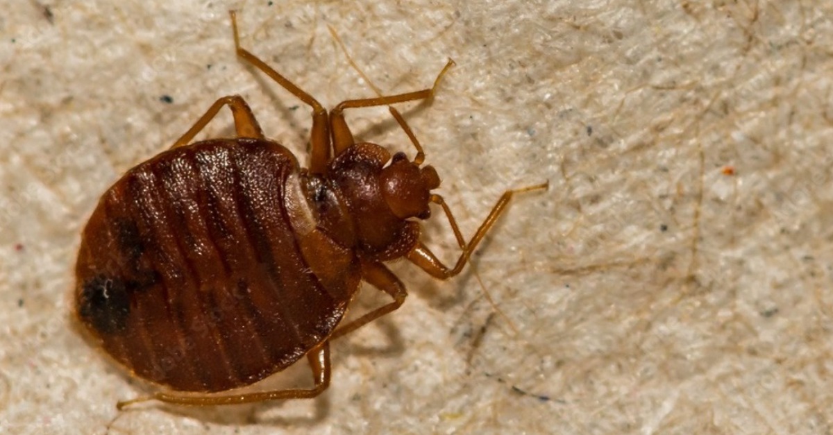 ©A close up of a Common Bed Bug (Cimex lectularius)